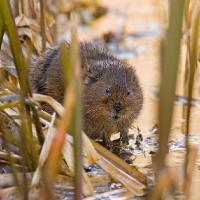 2008 (3) MARCH - Water Vole 